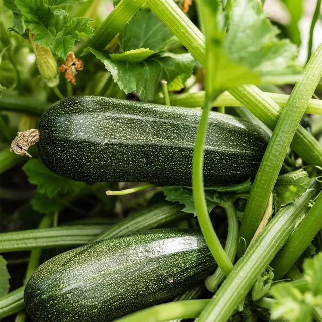 Bakker Storr's Green F1 courgette sachet 5 graines