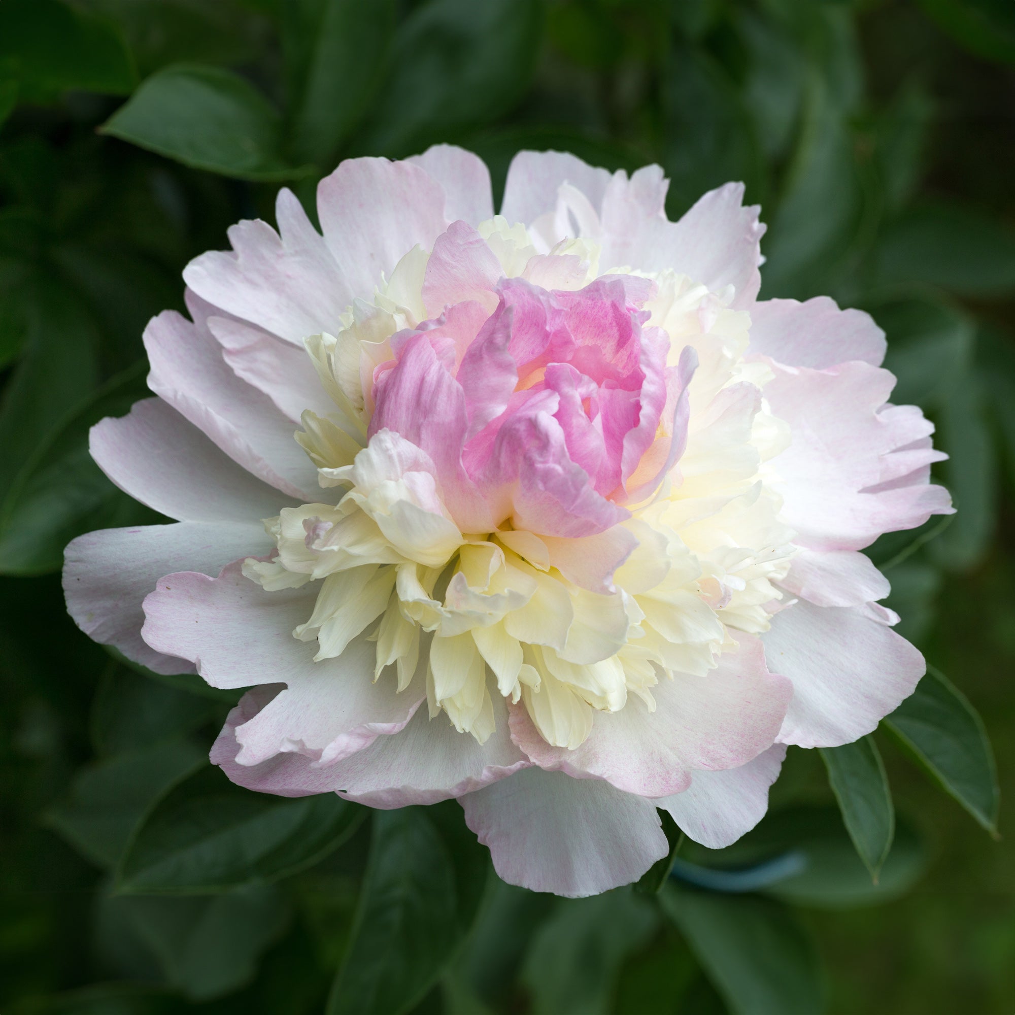 Bakker Vivaces Pivoine Raspberry Sundae racine nue fleur rose