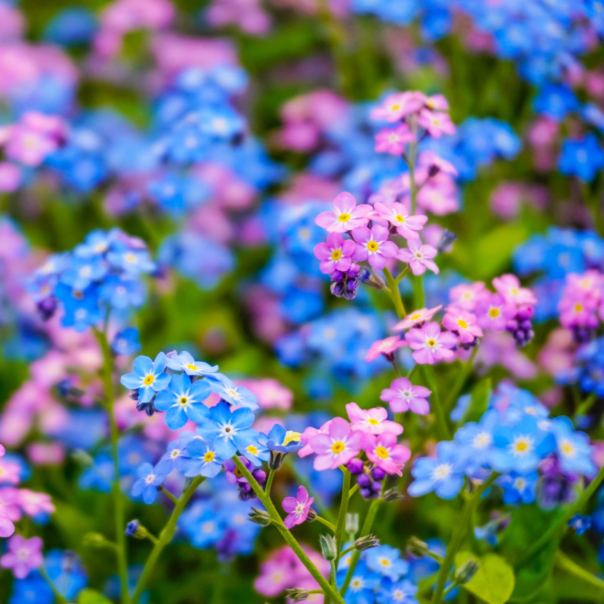 Bakker Myosotis des Alpes mélange sachet 0,5g graines