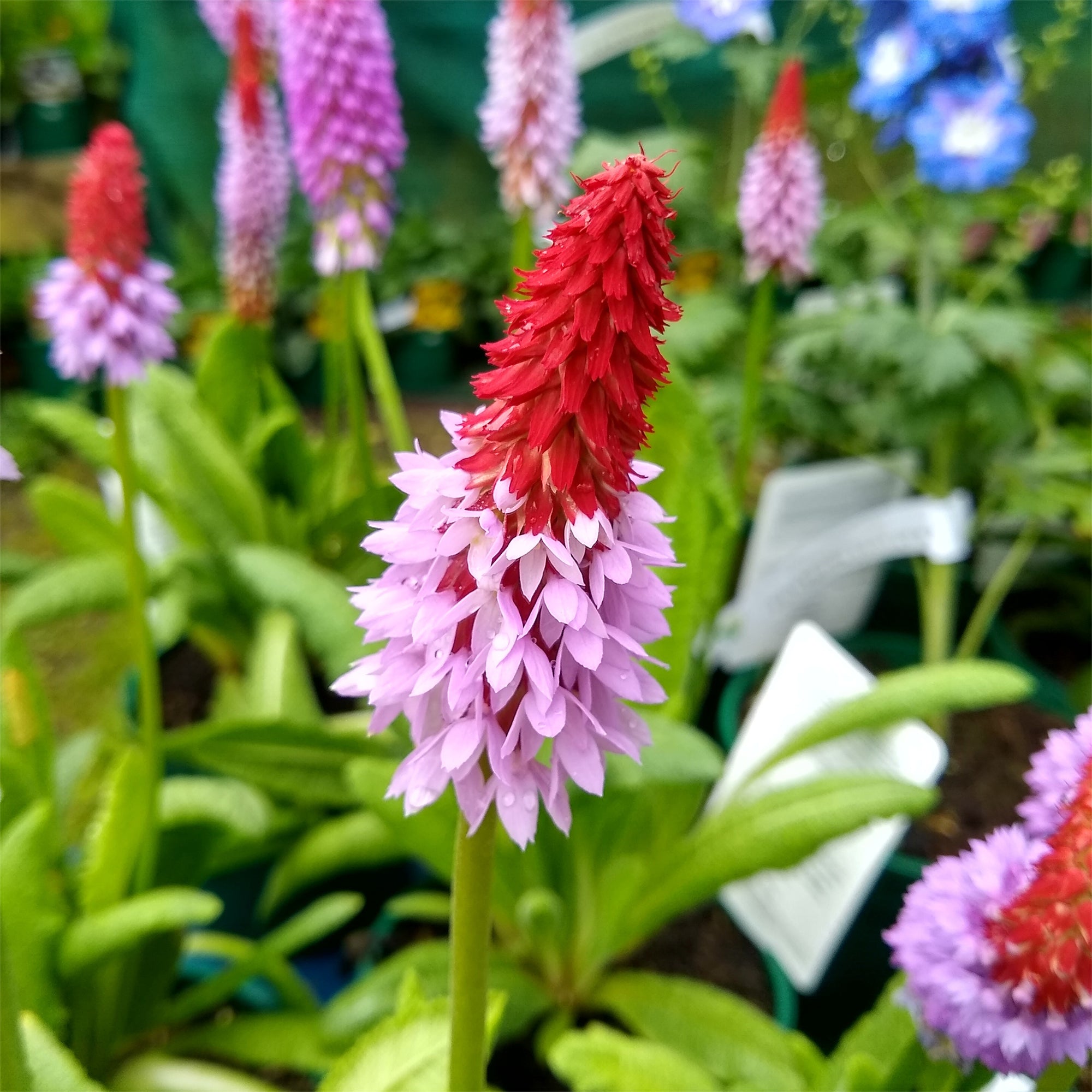 Bakker Primula vialii primevère des marais pot Ø 9cm violet