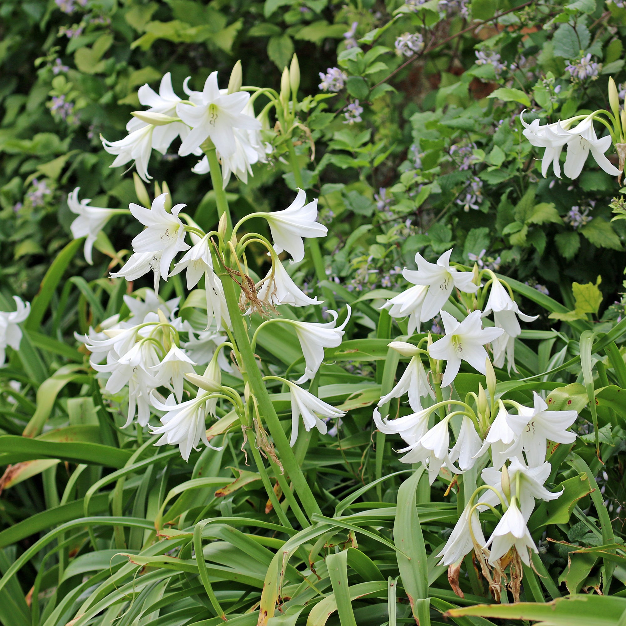 Bakker Crinole blanc bulbe 24cm fleur blanche parfumée