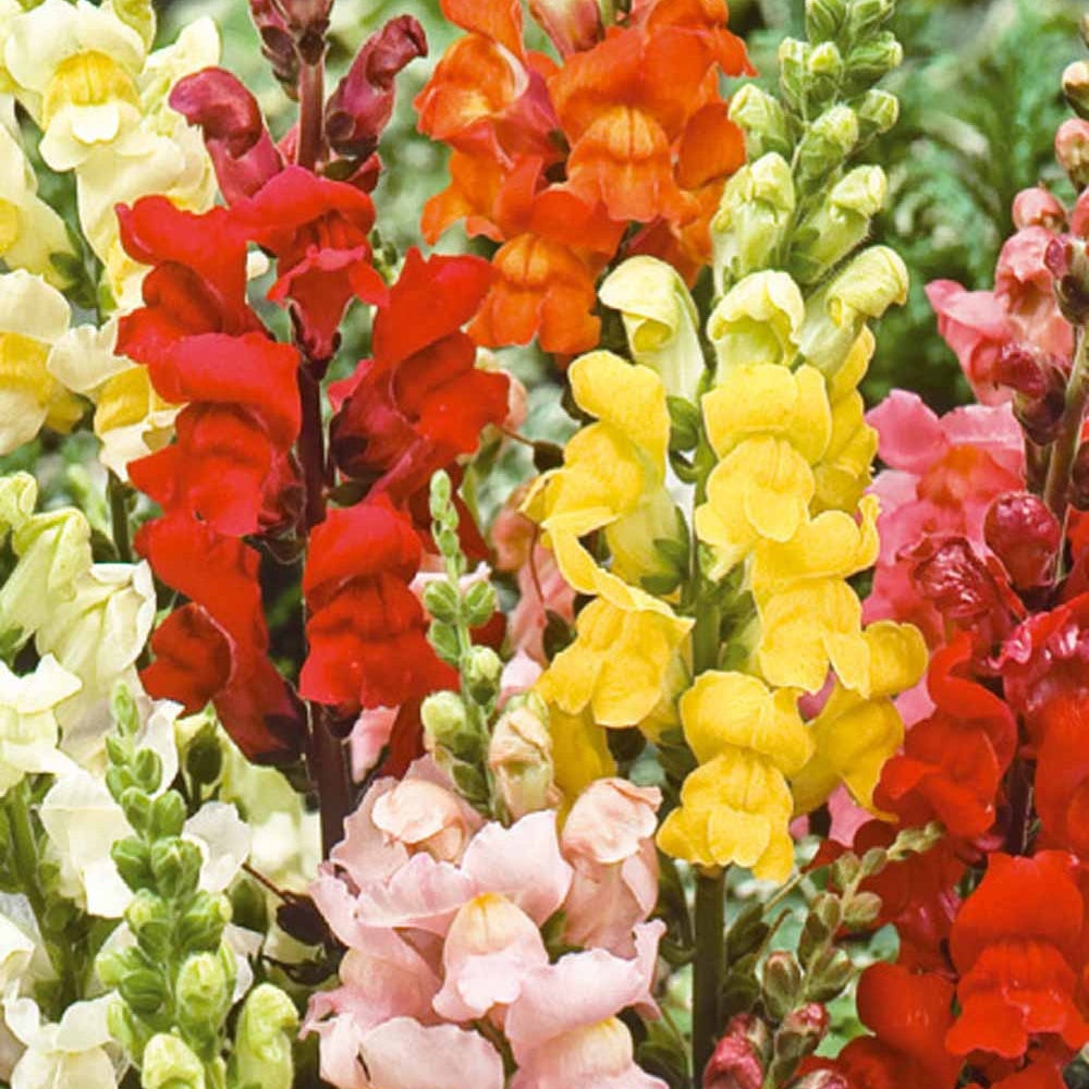 Bakker Rainbow muflier nain graines 0,25g mélange