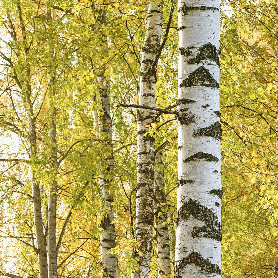 Bakker Bouleau commun arbre pot 2L 80-100cm écorce blanche