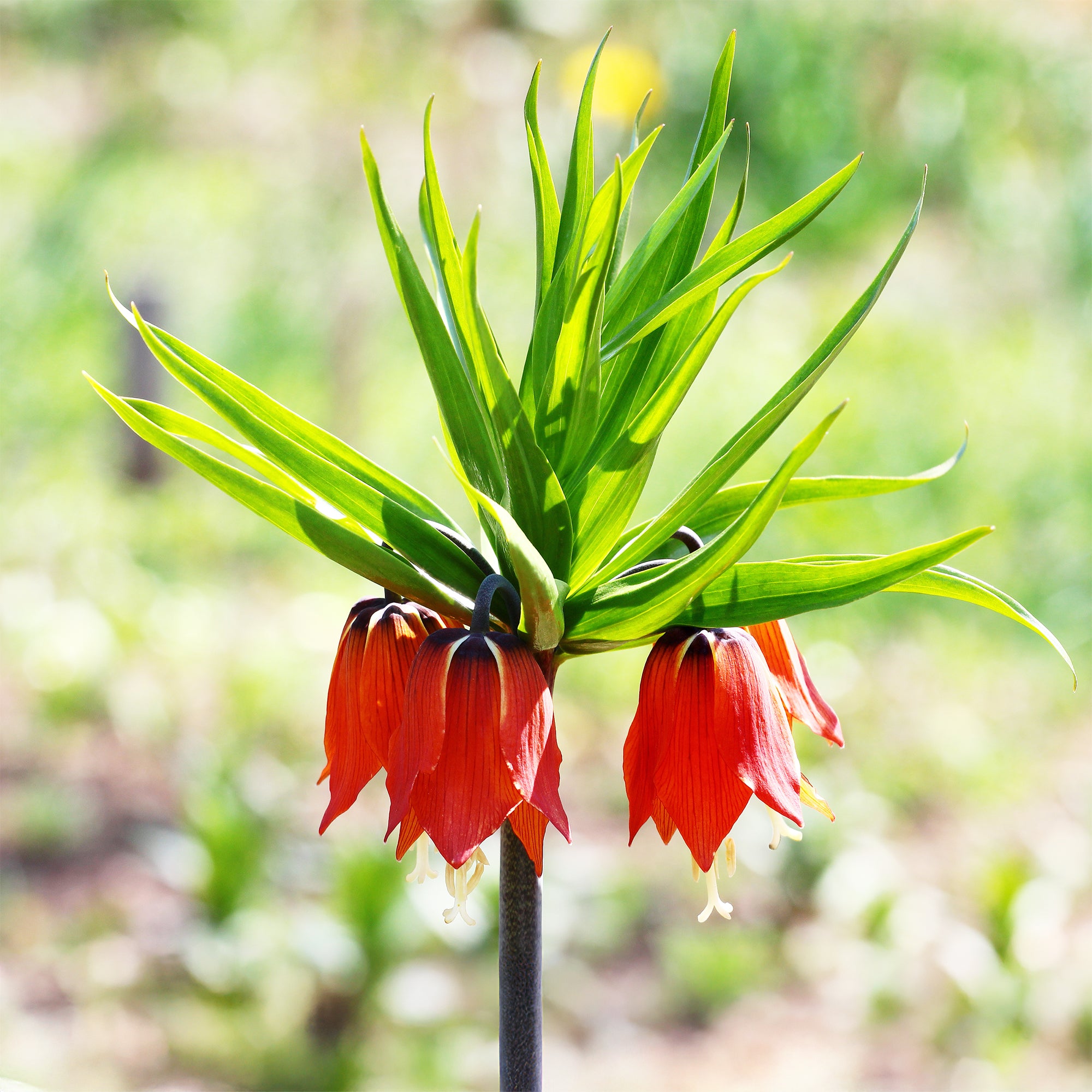 Bakker Couronne impériale rouge bulbe 1 bulbe floraison avril