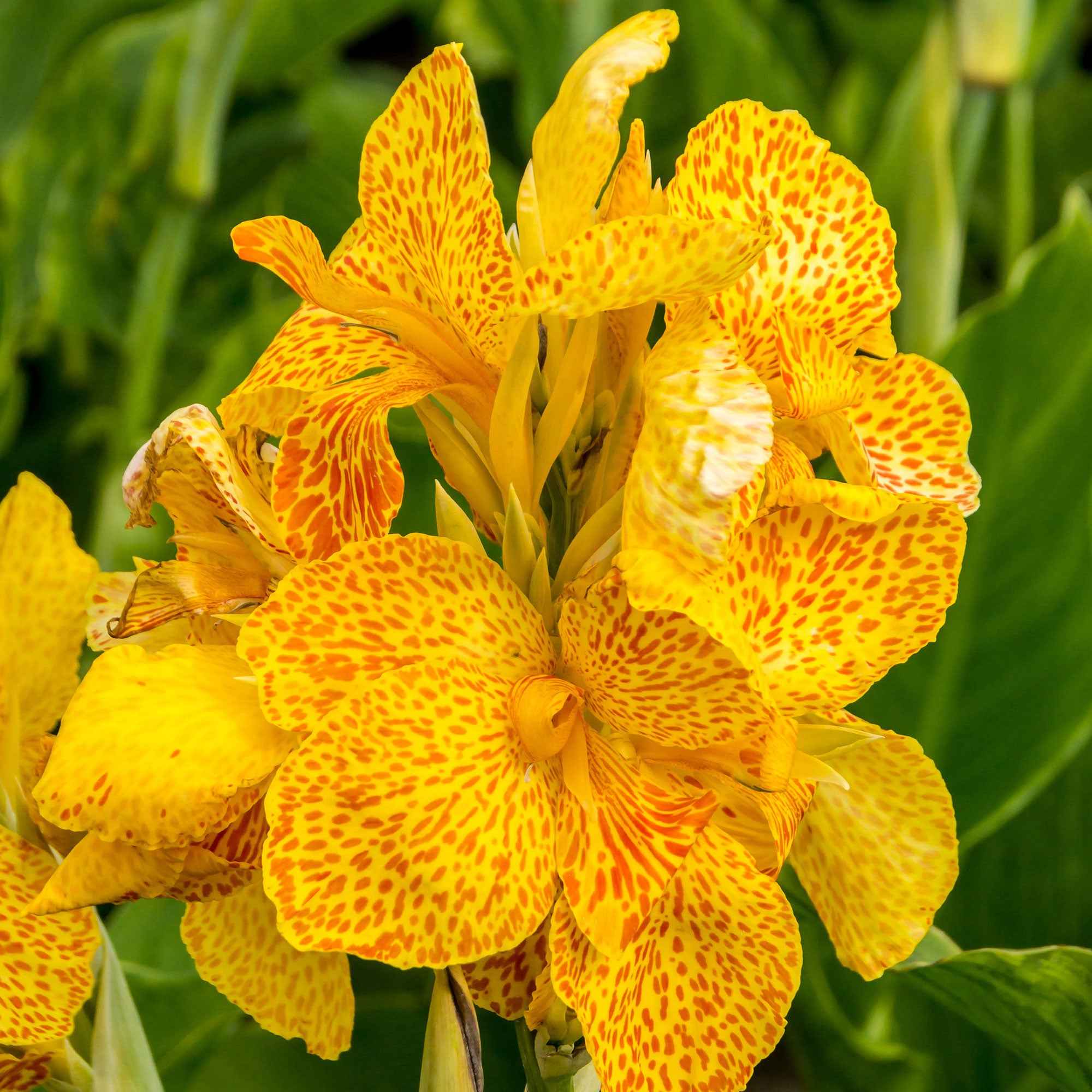 Bakker Canna Tropical Yellow bulbe jaune sachet 2 cal. I