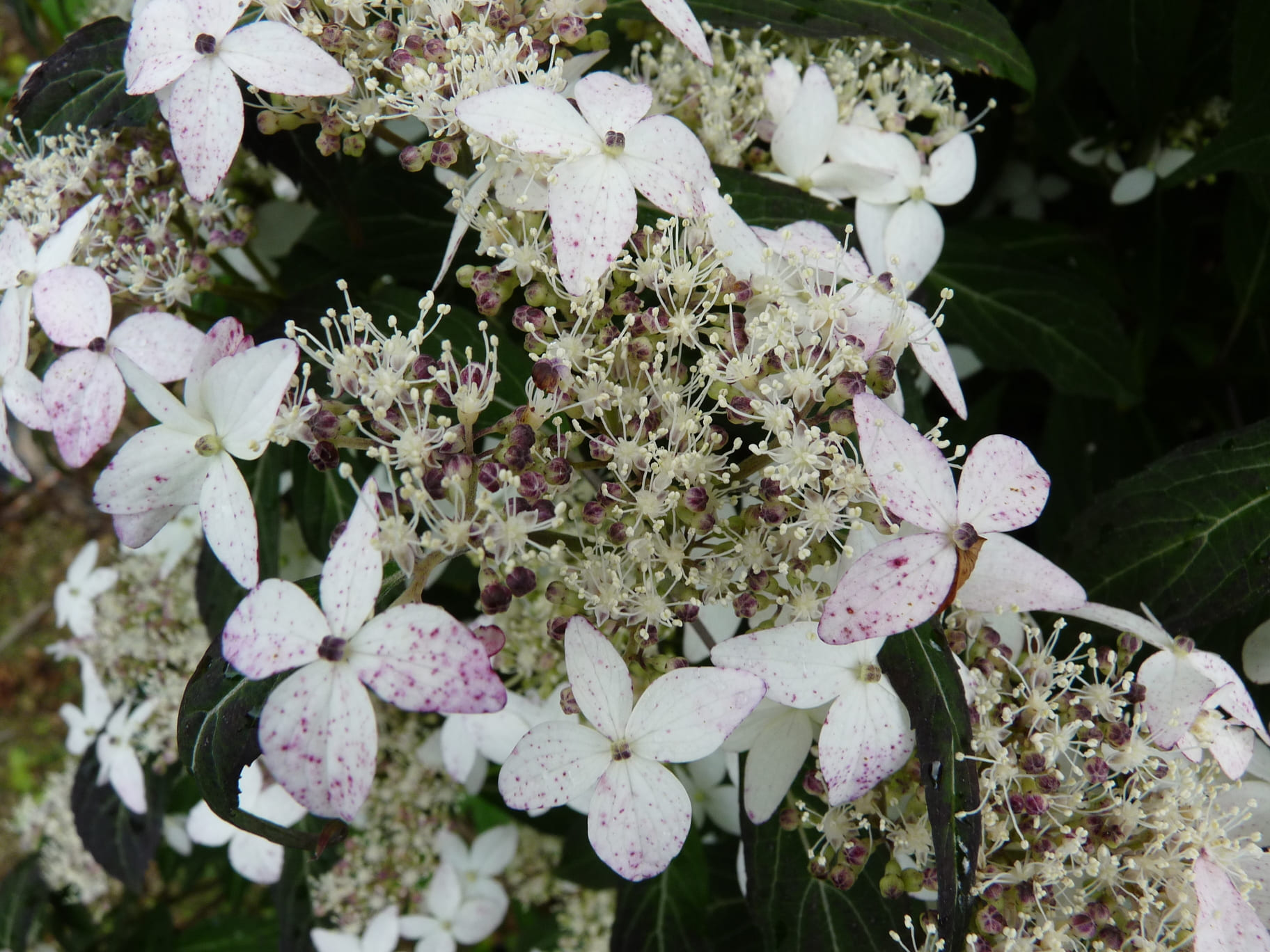 Les Hortensias du Haut Bois Tenuifolia hortensia serrata godet