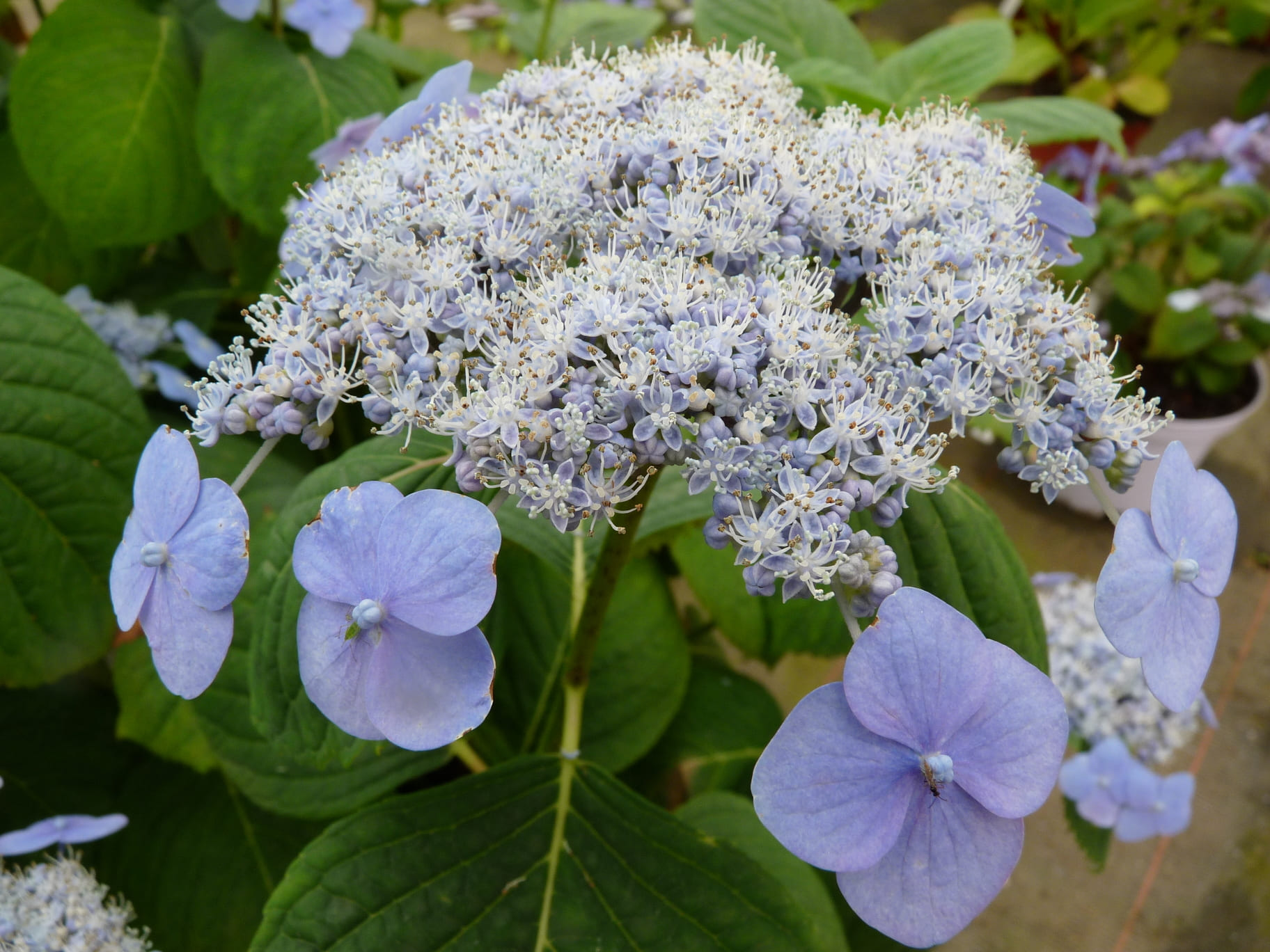 Les Hortensias du Haut Bois Ezo Hoshino hortensia serrata godet