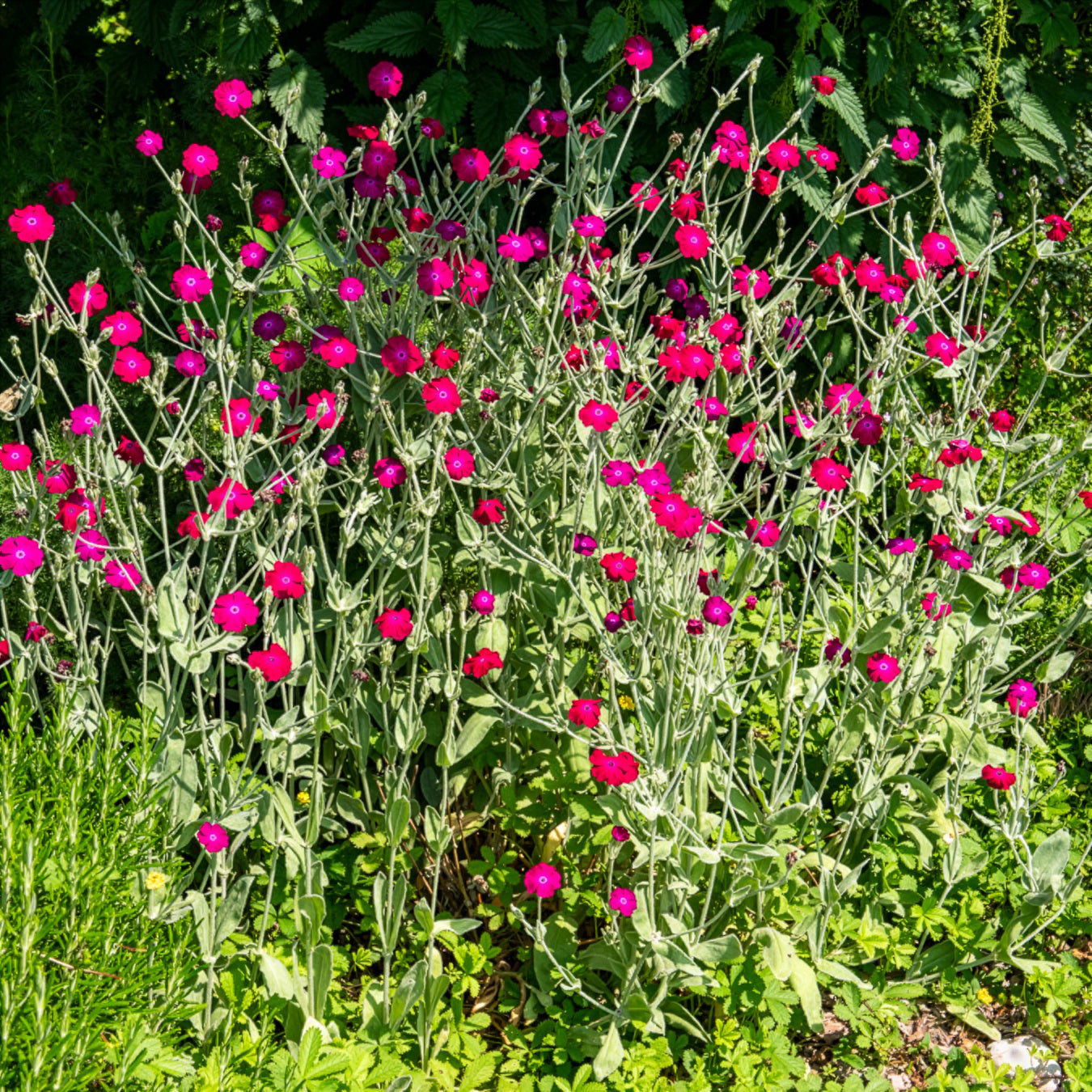 Bakker Coquelourde des jardins vivace pot 9cm fuchsia