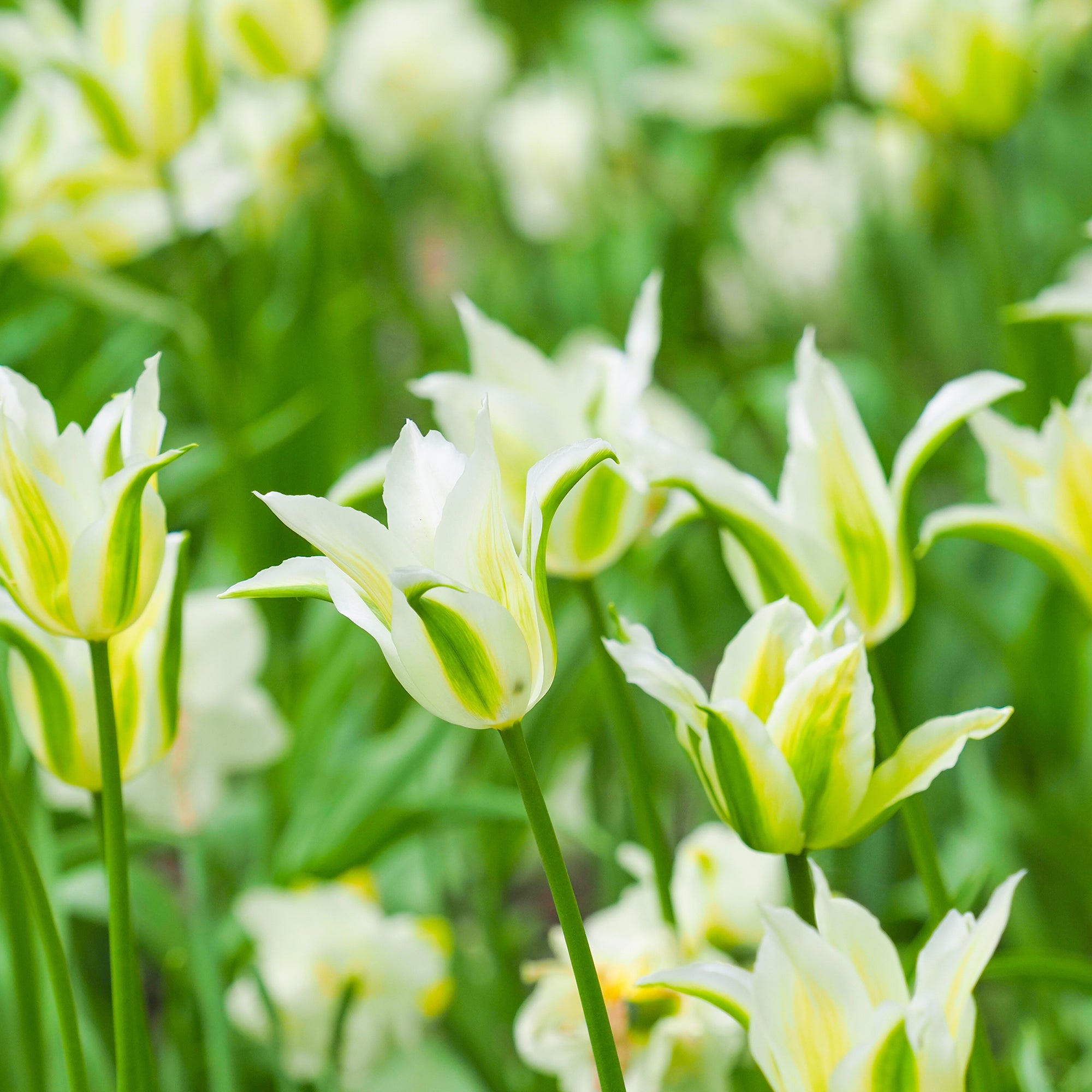 Bakker Bulbes à fleurs Tulipe Greenstar bulbe fleur blanche 10 bulbes