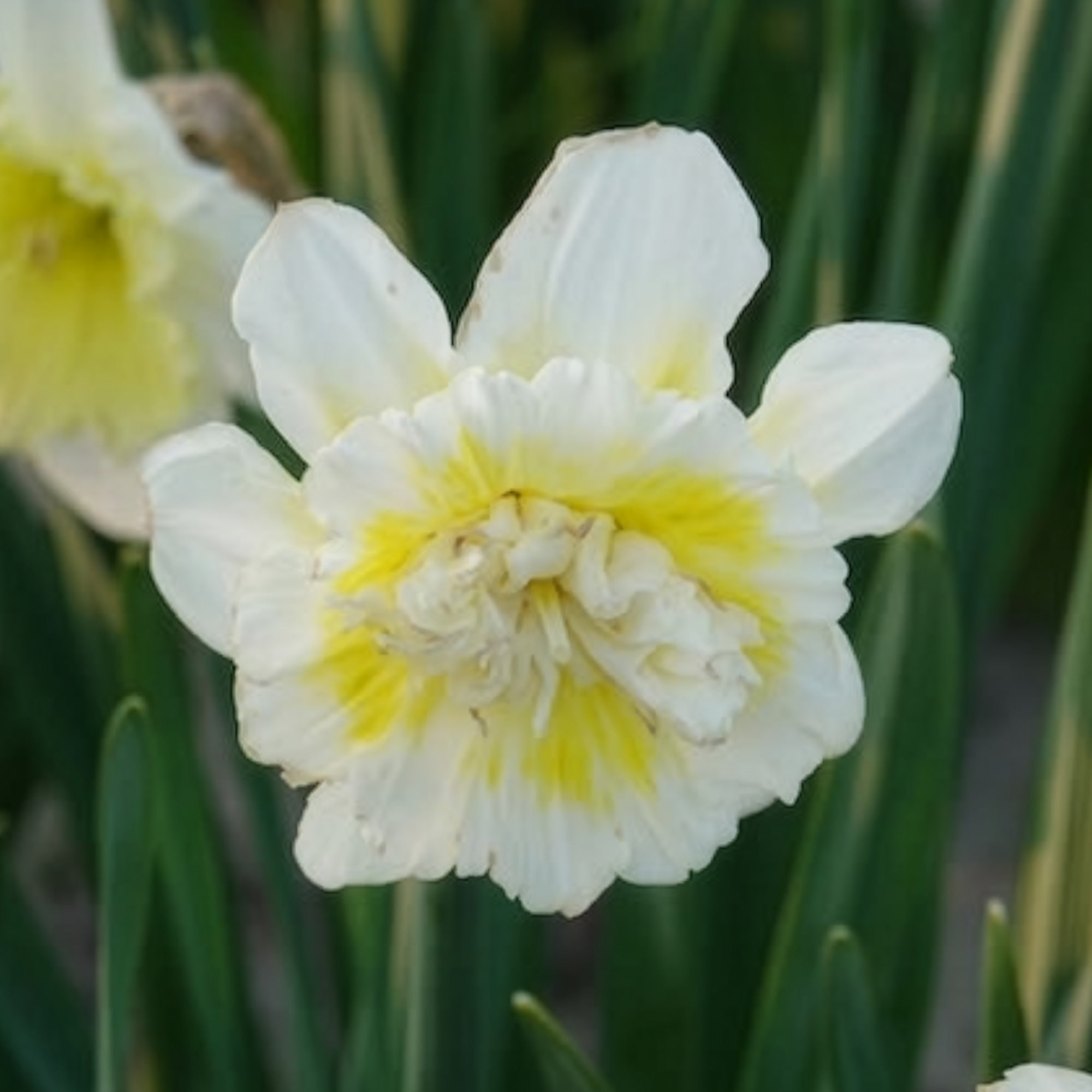 Bakker Bulbes 5 Narcisses Ice King bulbes jaune sachet 5
