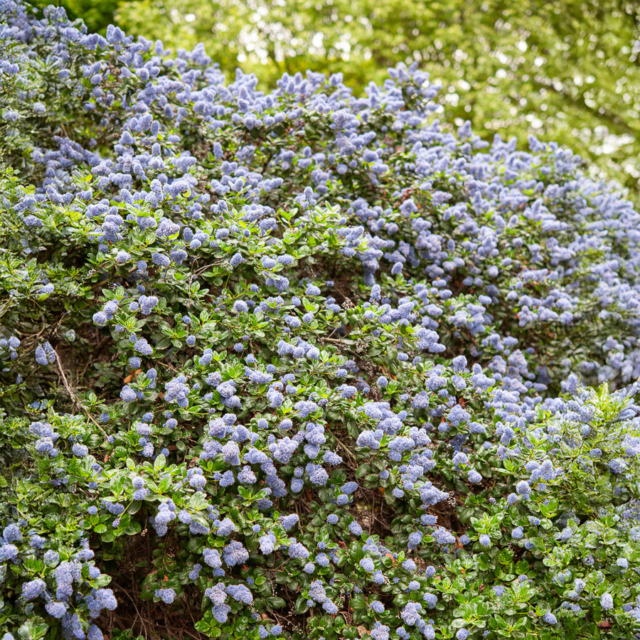 Bakker Yankee Point céanothe pot 2L bleu couvre-sol