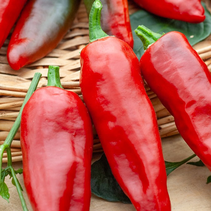 Bakker Piment Espelette Gorria graines sachet 25 graines doux