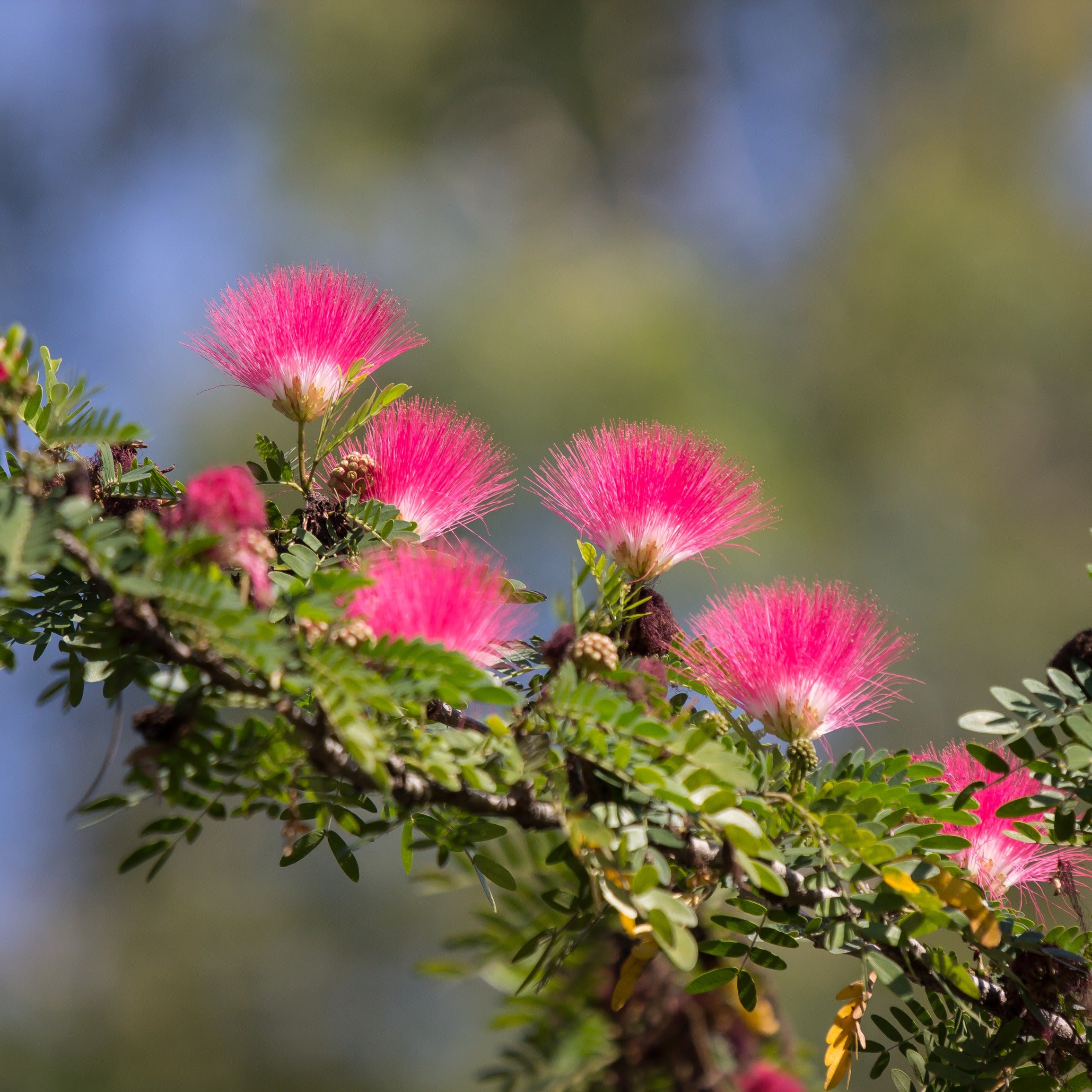 Bakker Calliandra Pink Powder Puff arbuste tige 3L rose