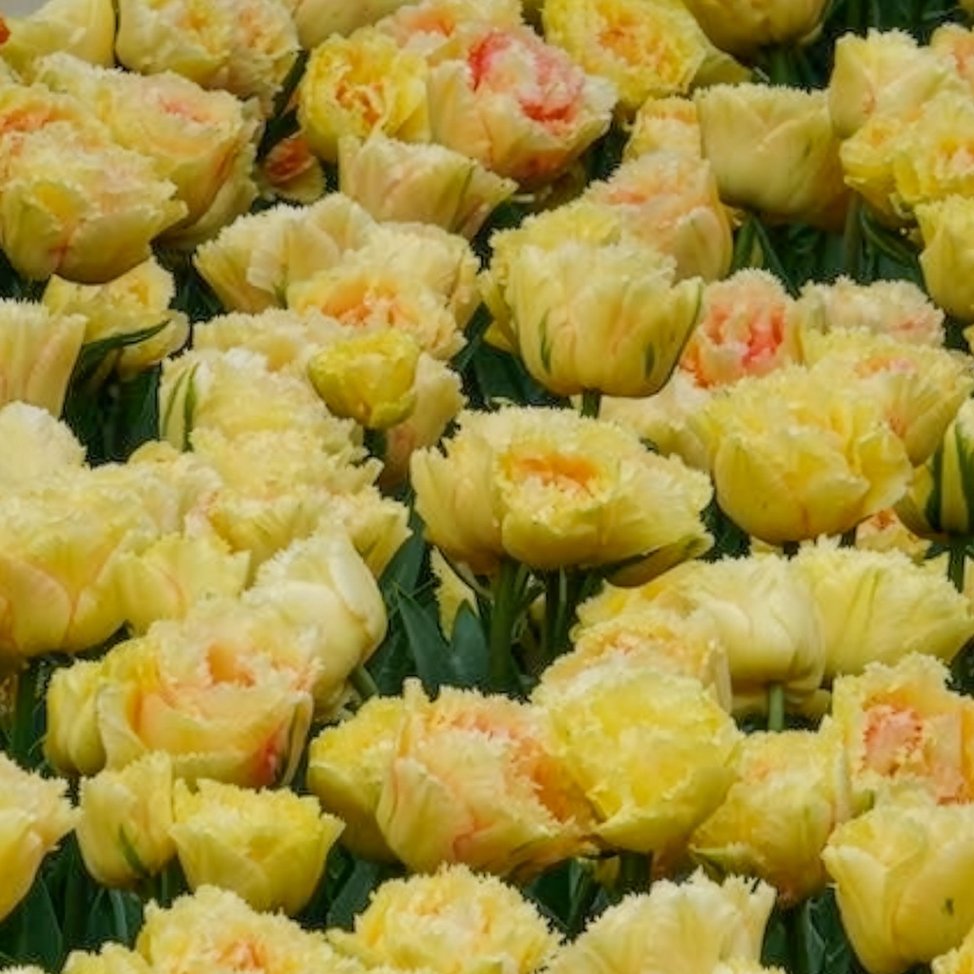 Bakker Bulbes Tulipe Vaya con Dios double jaune sachet 5