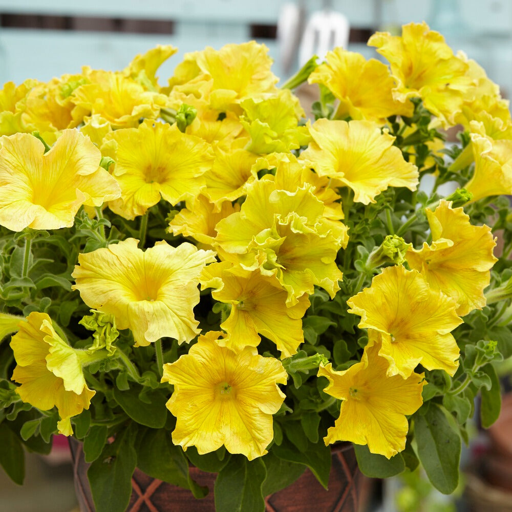 Bakker Balcon Pétunias géants jaunes 3 pots Ø 10.5cm