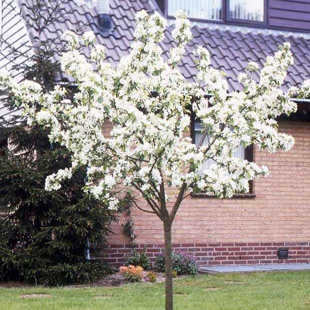 Bakker Doyenné du Comice poirier pot 1,5L chair fondante