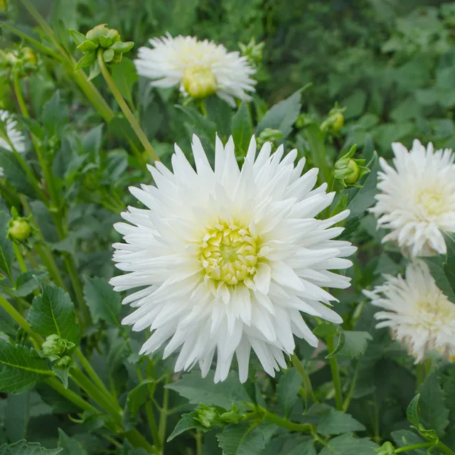 Bakker Dahlia cactus My Love bulbe 1 fleur blanche étoile