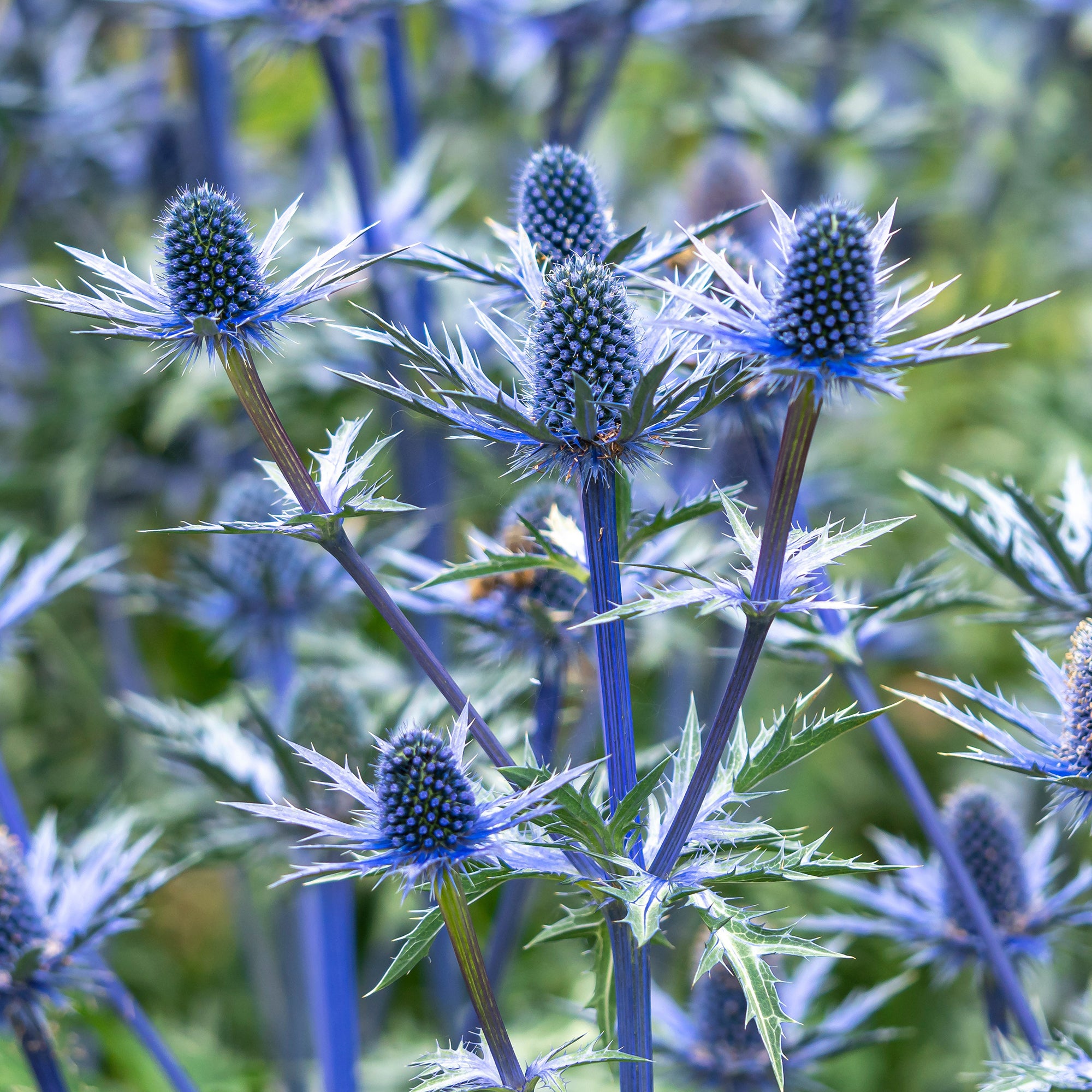 Bakker Panicaut Big Blue hybride pot 8cm bleu acier