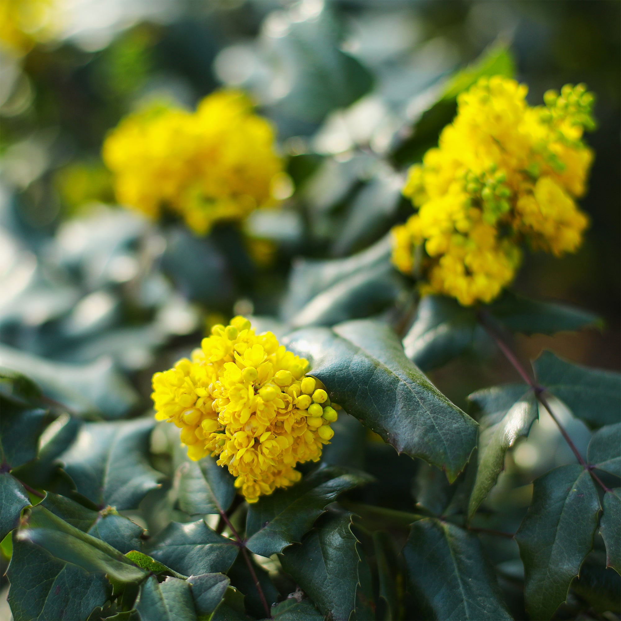Bakker Mahonia Apollo arbuste motte 20-30cm persistant