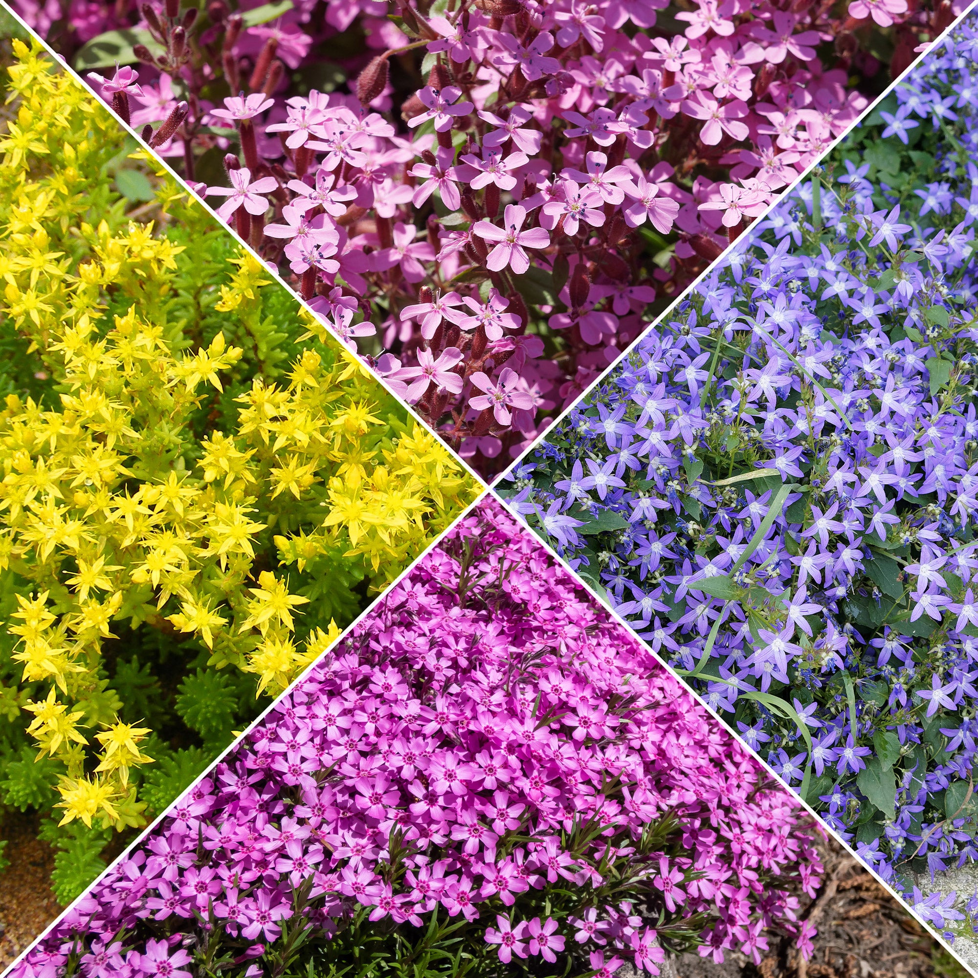 Bakker Plantes vivaces rampantes x15 couvre-sol 2 m² mélange