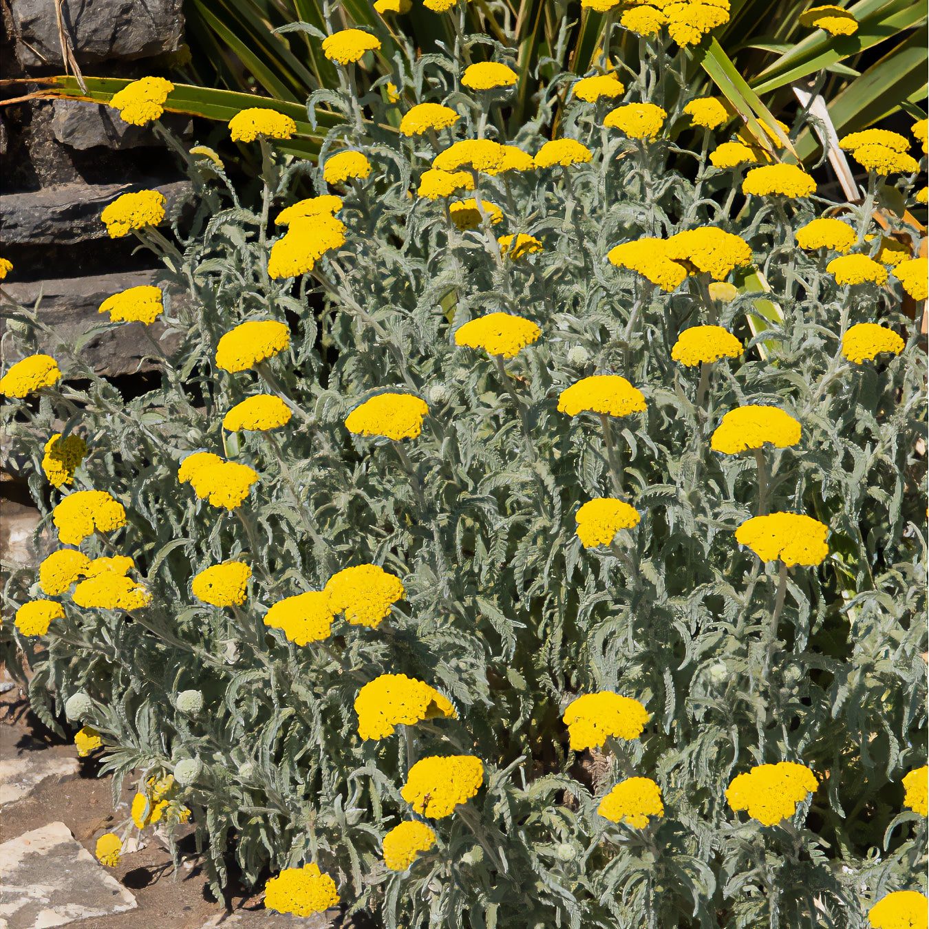 Bakker Achillée Little Moonshine plante vivace pot 8cm jaune