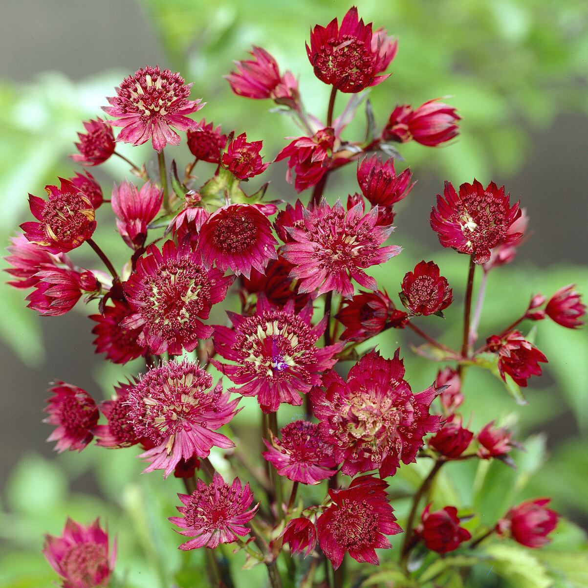 Bakker Grande astrance Ruby Wedding plante vivace pot 9cm rouge
