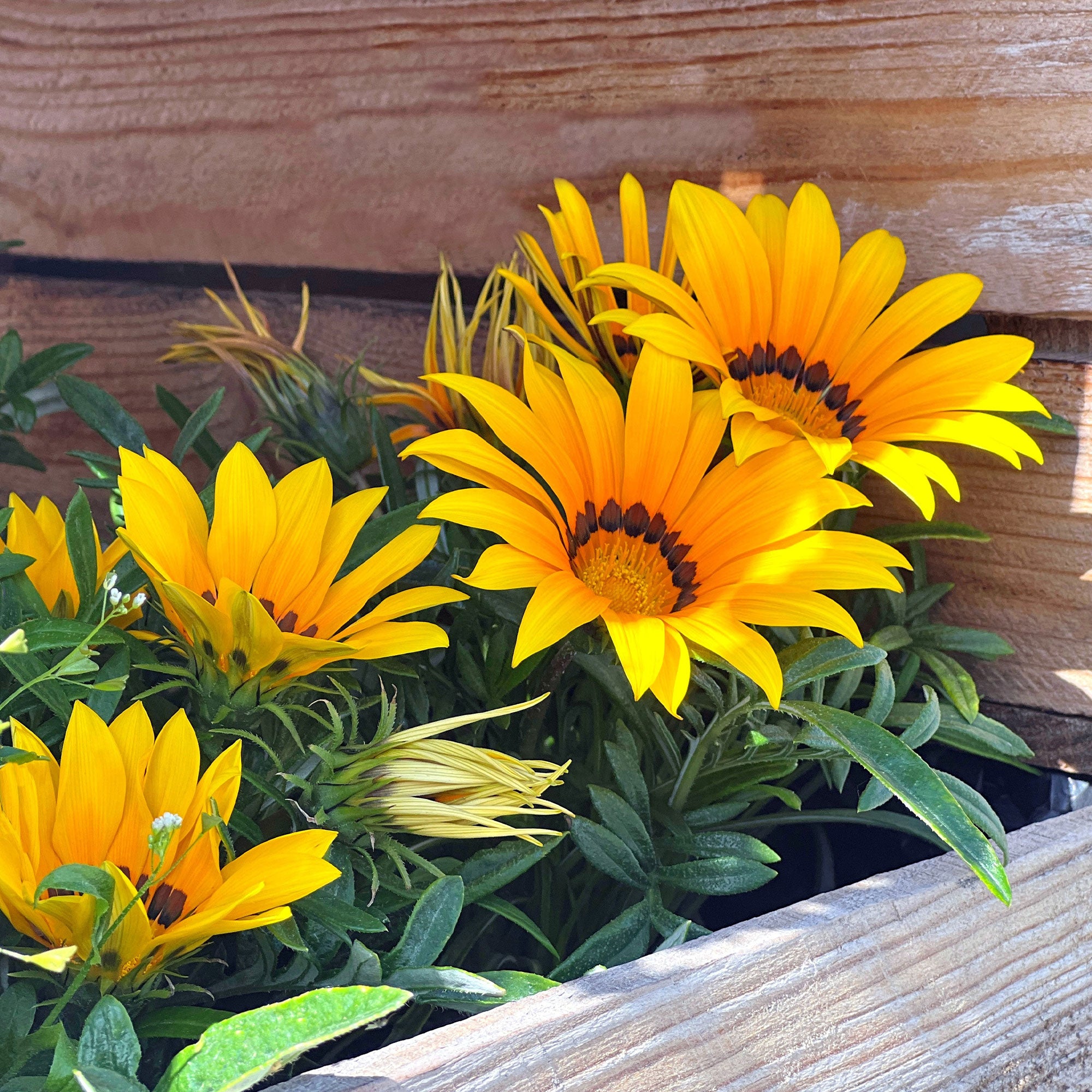 Bakker Gazania Suncarpet fleur jaune soleil pot 10,5cm