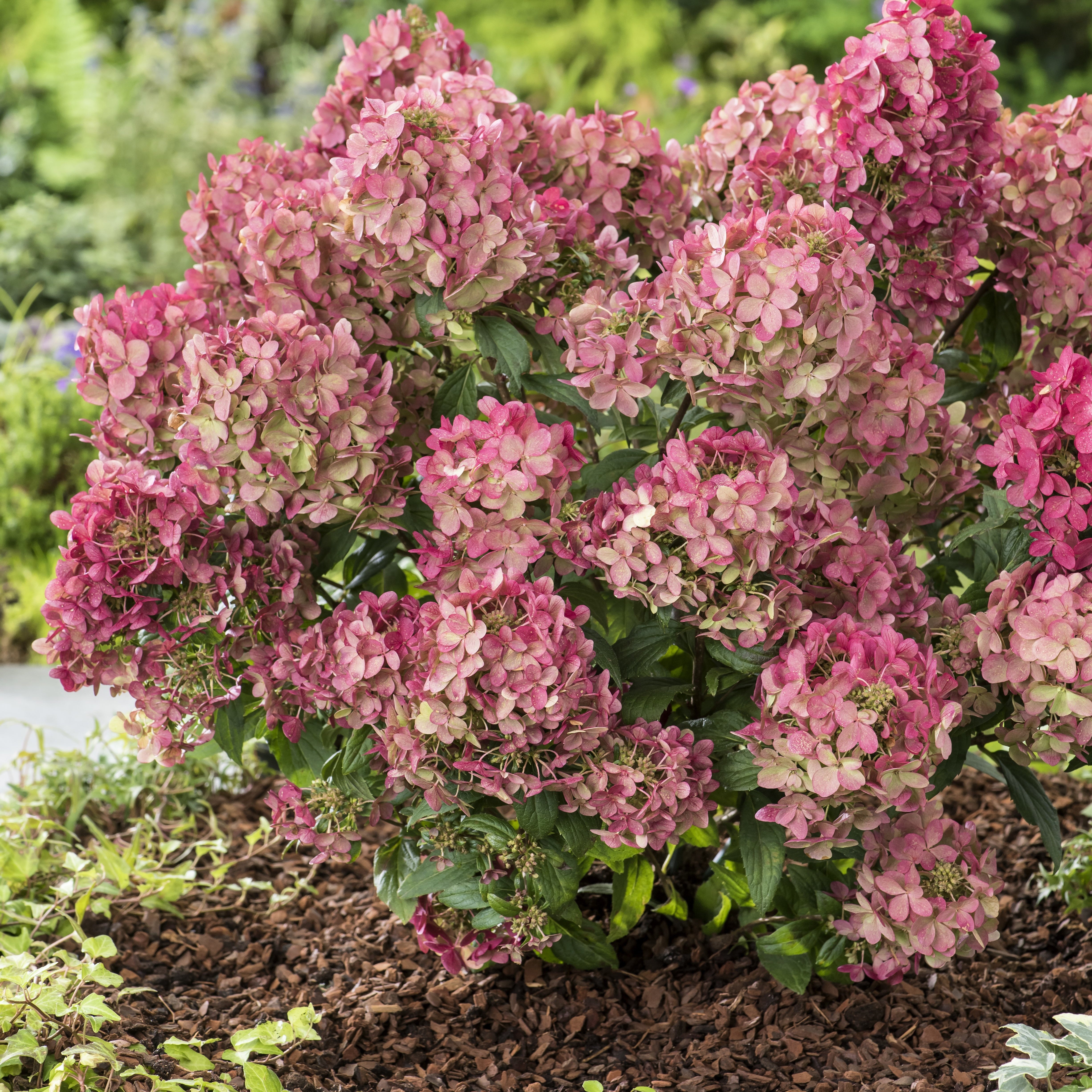 Bakker Petite Star hortensia paniculé blanc pot 8cm