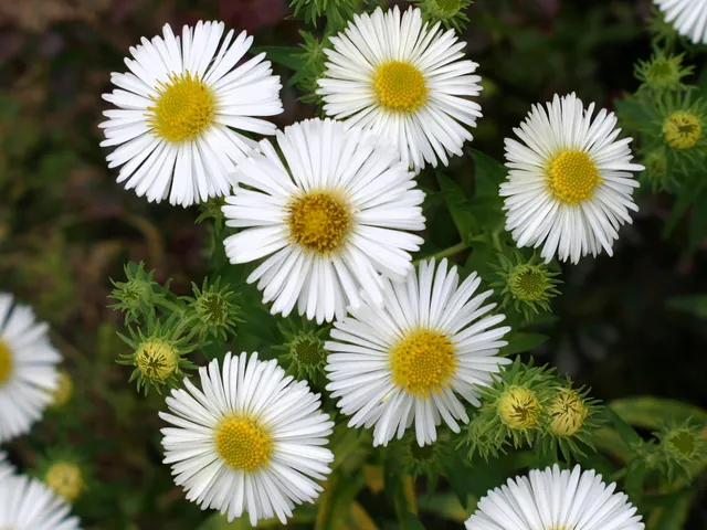 Passion Vivaces Aster Herbstschnee vivace godet blanc