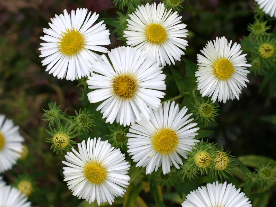 Passion Vivaces Aster Herbstschnee vivace godet blanc