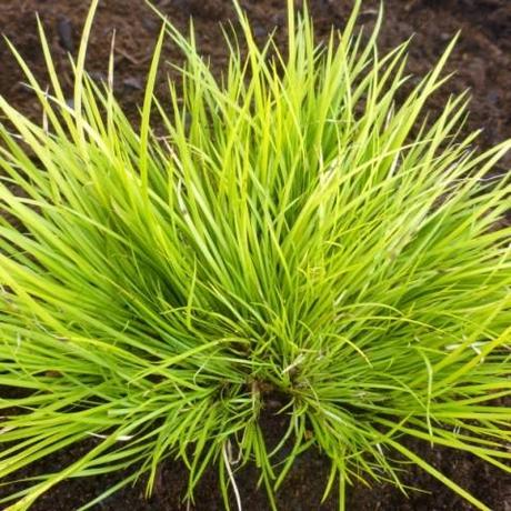 Passion Vivaces Acorus Hakuro-nishiki plante vivace feuillage panaché