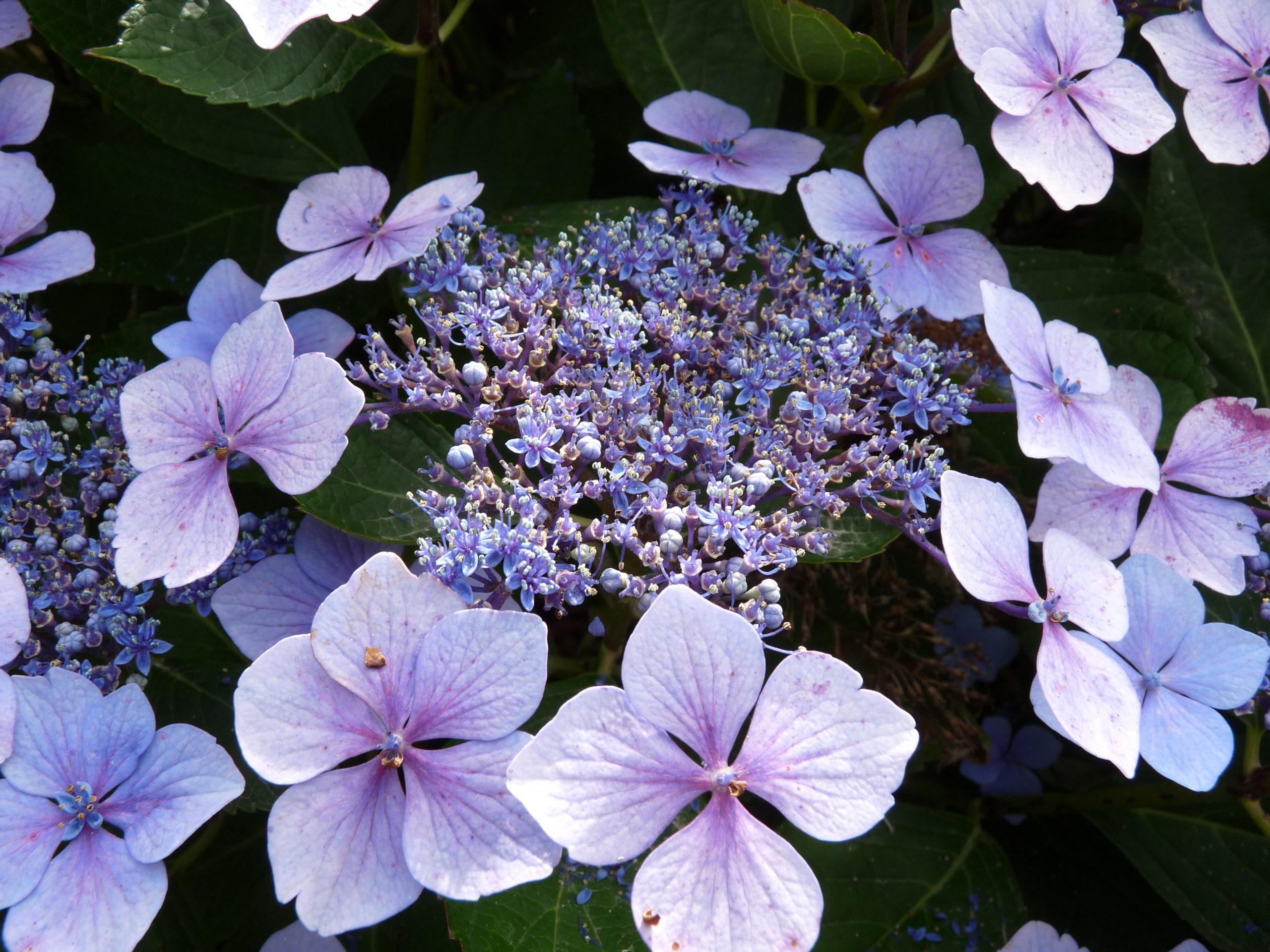 Mariesii Perfecta hydrangea macrophylla fleurs plates godet