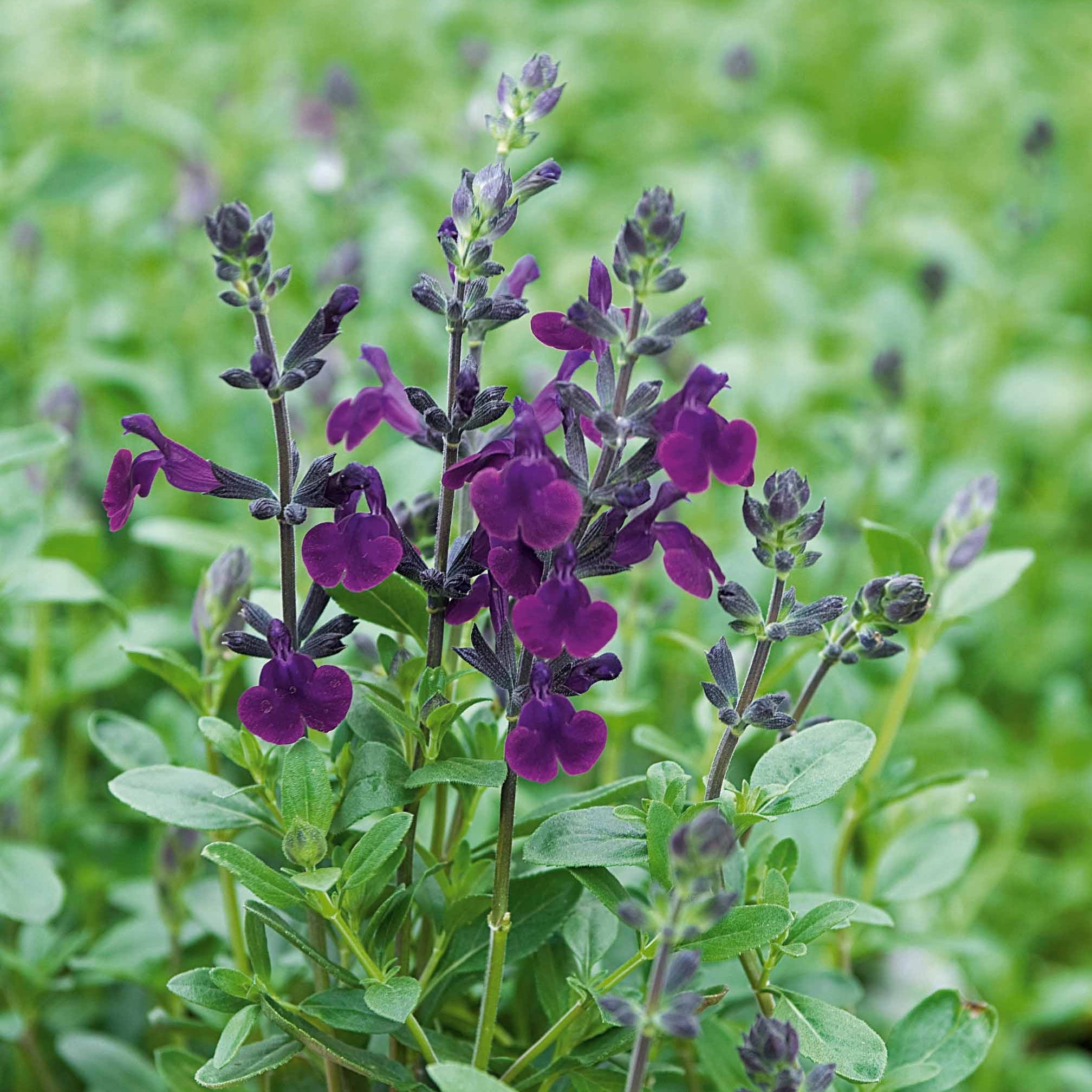 Bakker Sauge Violette de Loire pot 8cm violet