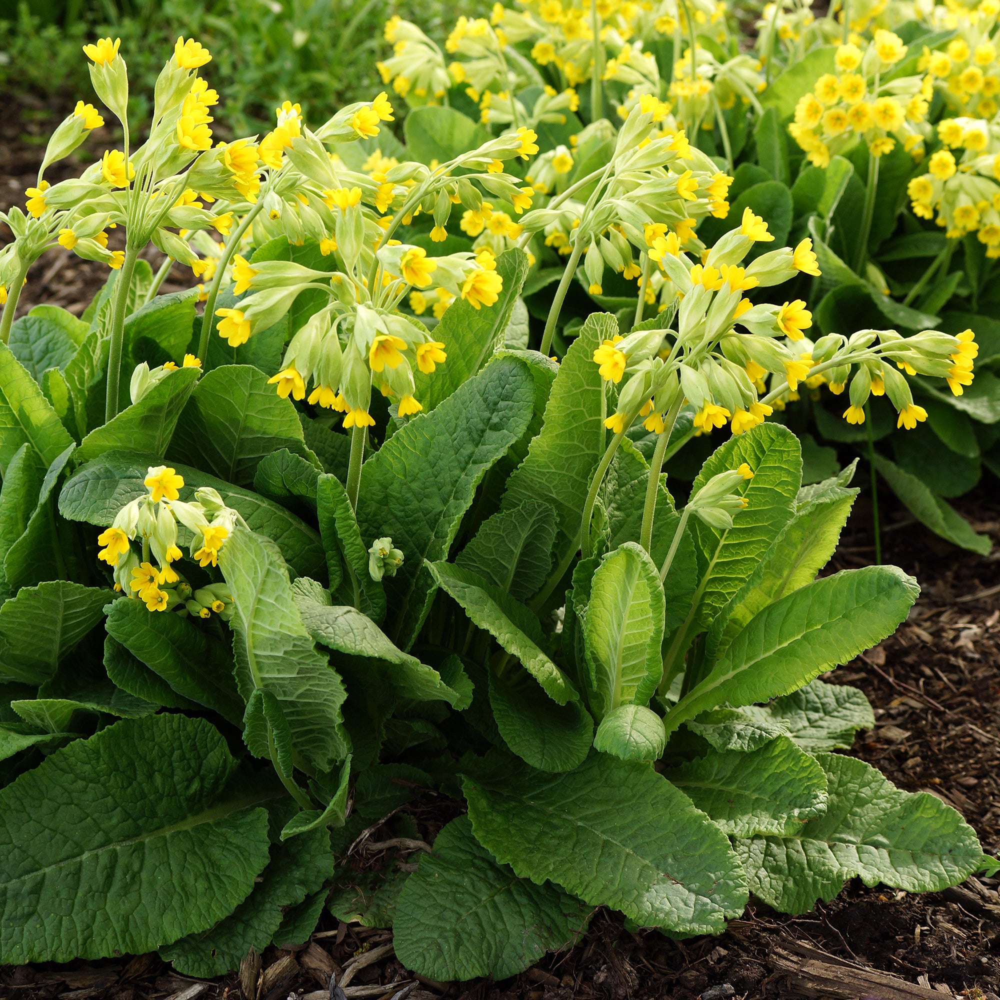 Bakker Primevère Coucou vivace pot 9cm fleurs jaunes