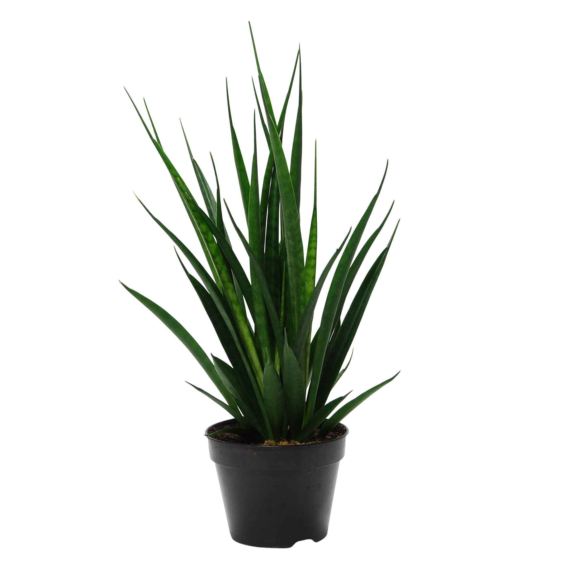 Bakker Sansevieria Friends plante d'intérieur pot 15cm