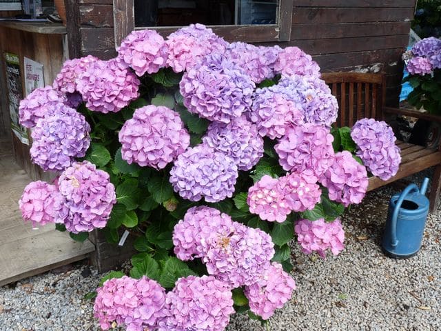 Chambellan hortensia macrophylla godet fleurs rondes