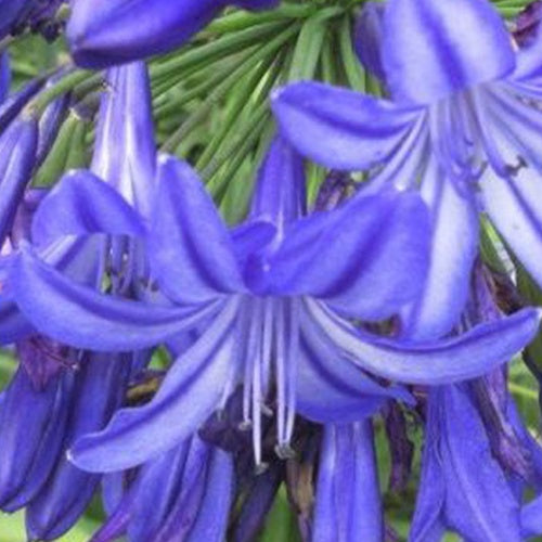 Bakker Agapanthe Northern Star plante vivace pot Ø 9cm bleue