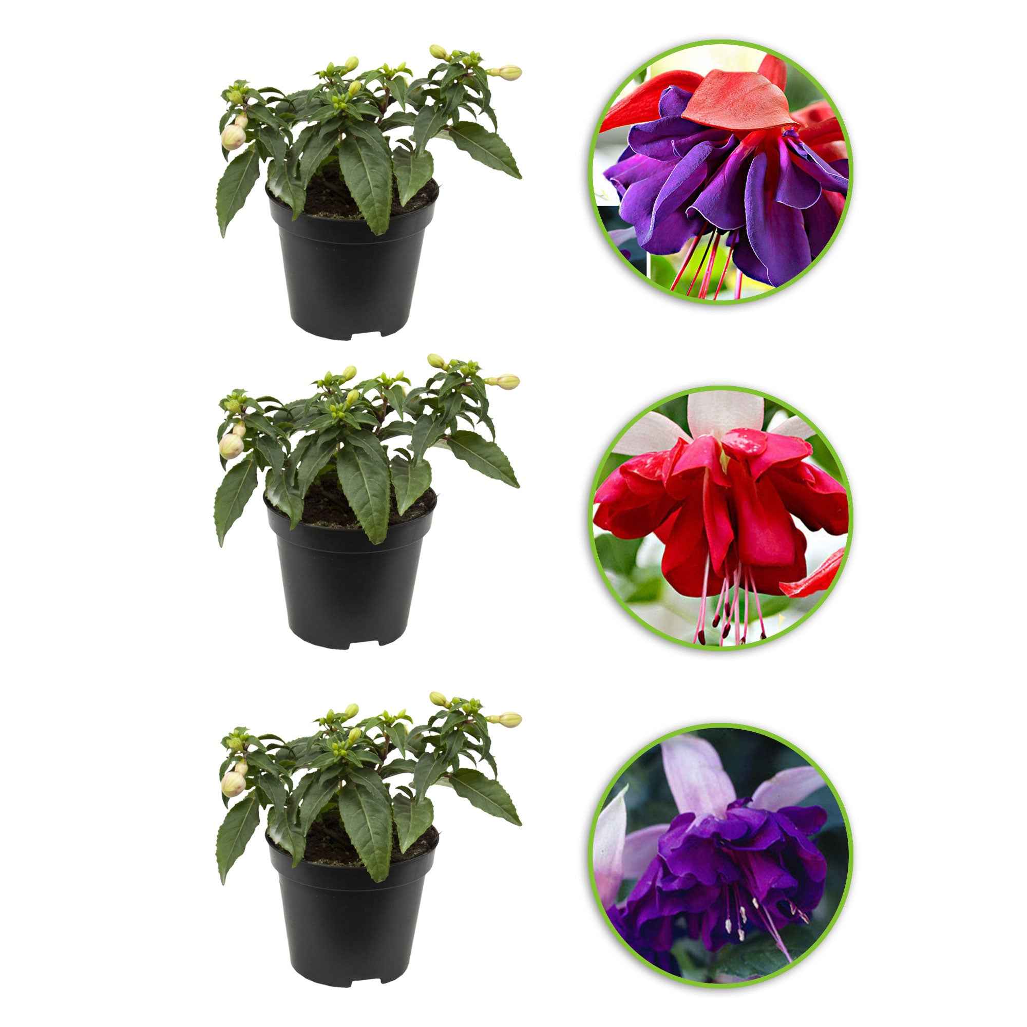 Bakker 3 Fuchsias mélange Seventh Heaven fuchsia 3 pots 9cm