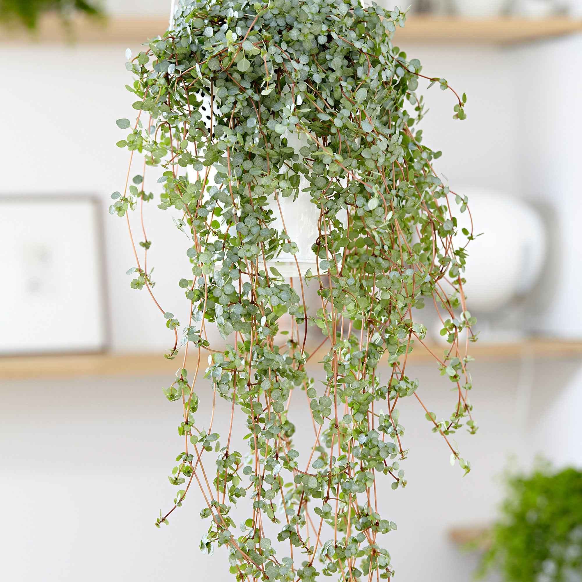 Bakker Plantes d'intérieur Pilea glaucophylla suspendu Ø14cm
