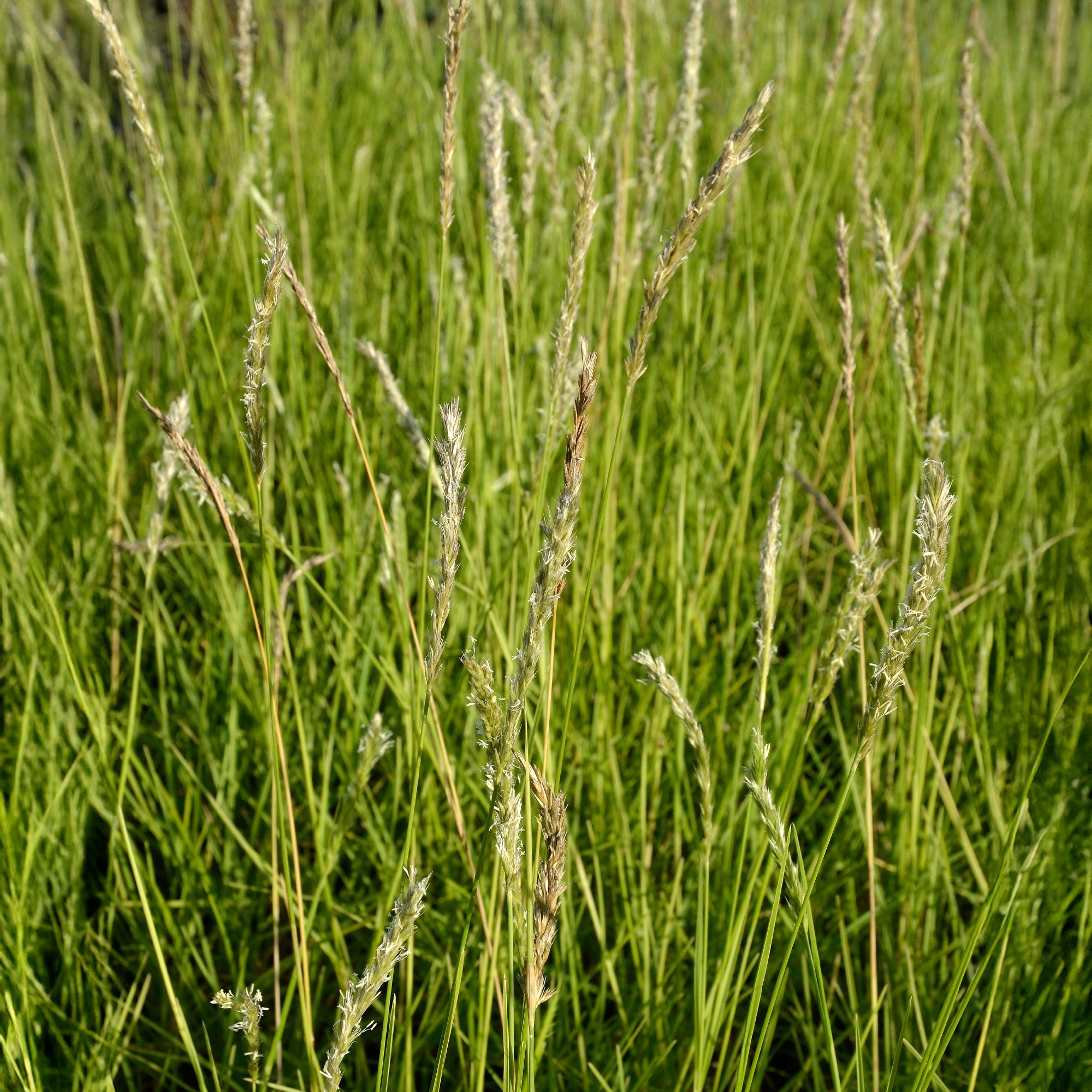 Bakker Sesleria autumnalis seslérie pot 9 cm feuillage persistant