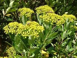 Passion Vivaces Bupleurum falcatum plante jaune pot 1 litre