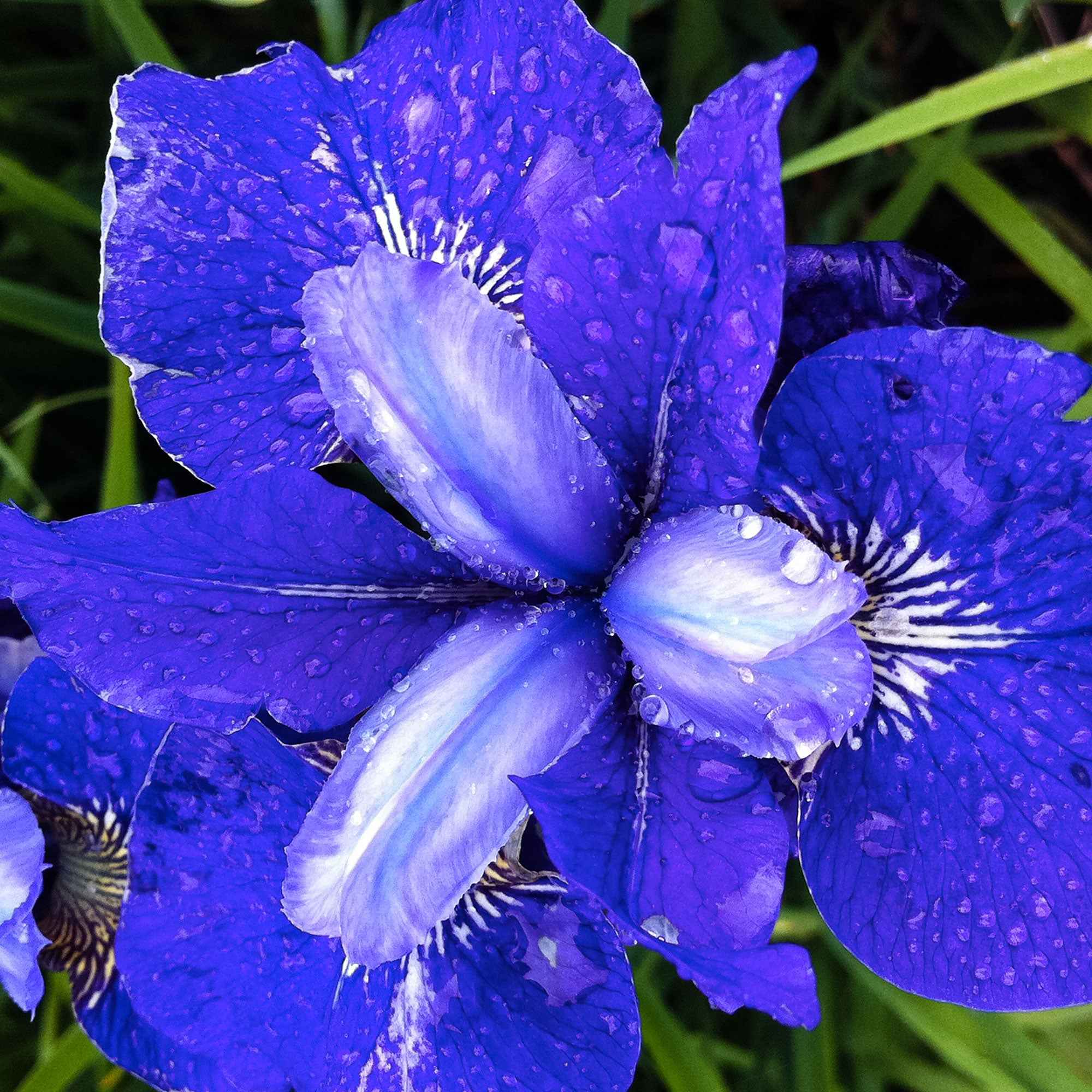 Bakker Iris de Sibérie Oiseau Bleu vivace 3 racines nues bleu