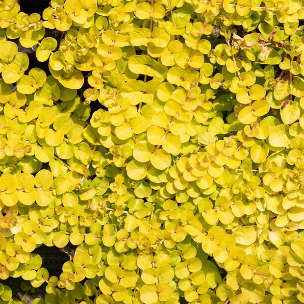 Bakker Lysimaque doré Herbe aux écus vivace 3 pots 9cm