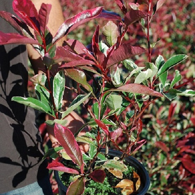 Bakker Photinia Pink Marble pot 2L feuillage panaché rose