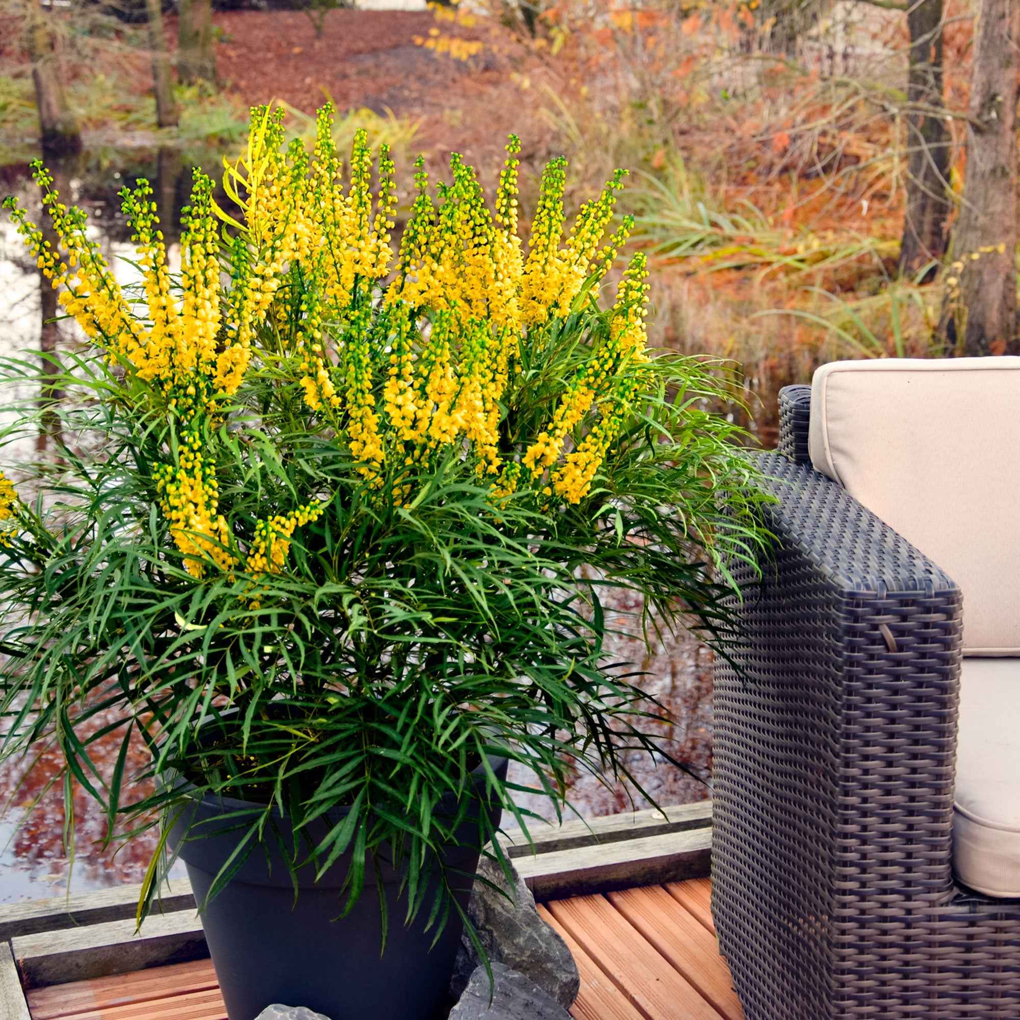 Bakker Mahonia Soft Caress arbuste pot 9cm 15-20cm sans épines