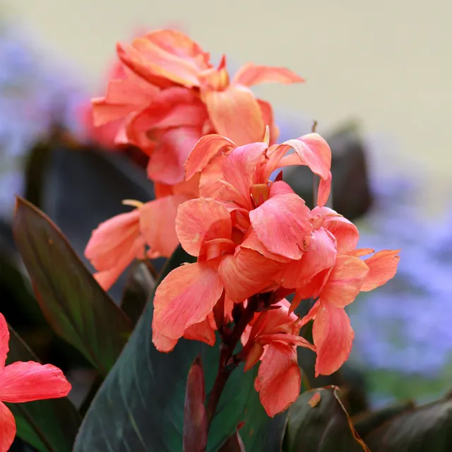 Bakker Canna Angélique bulbe fleur orange 1 bulbe