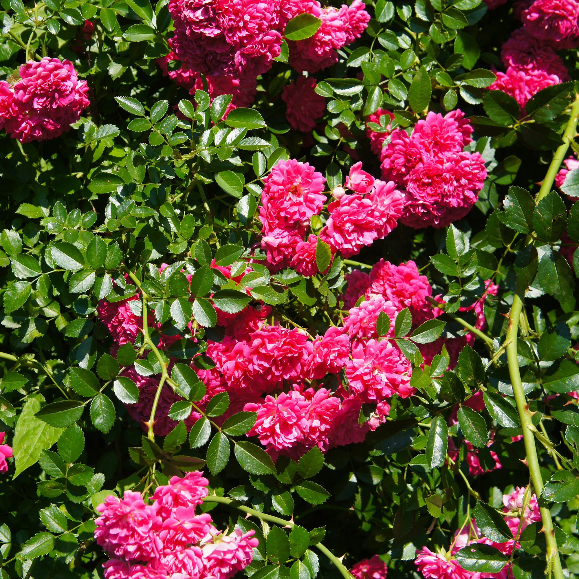 Bakker Rosiers Astrid Gräfin von Hardenberg rosier pot 4L rouge parfumé