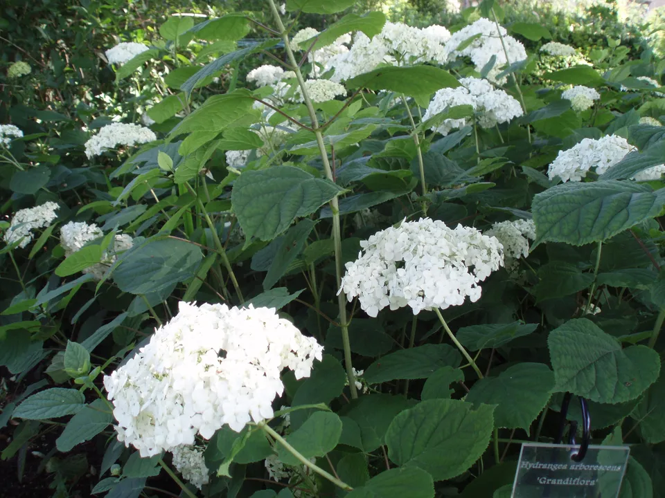 Les Hortensias du Haut Bois Grandiflora hortensia arborescent blanc godet