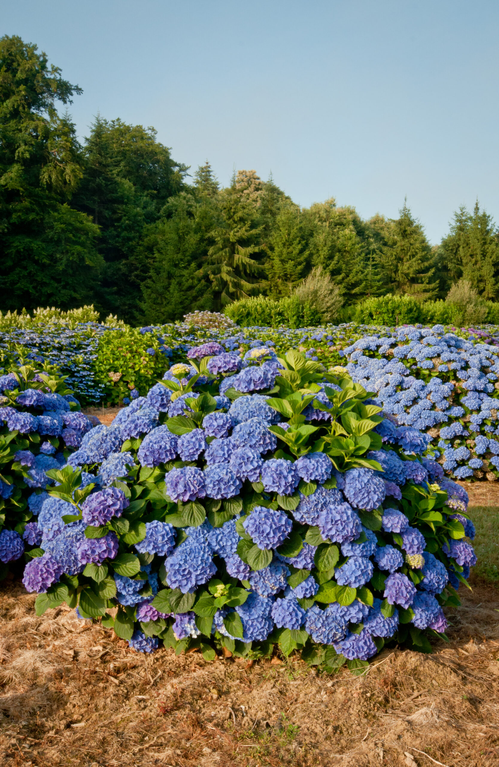 Les Hortensias du Haut Bois Benelux Hydrangea macrophylla hortensia boule