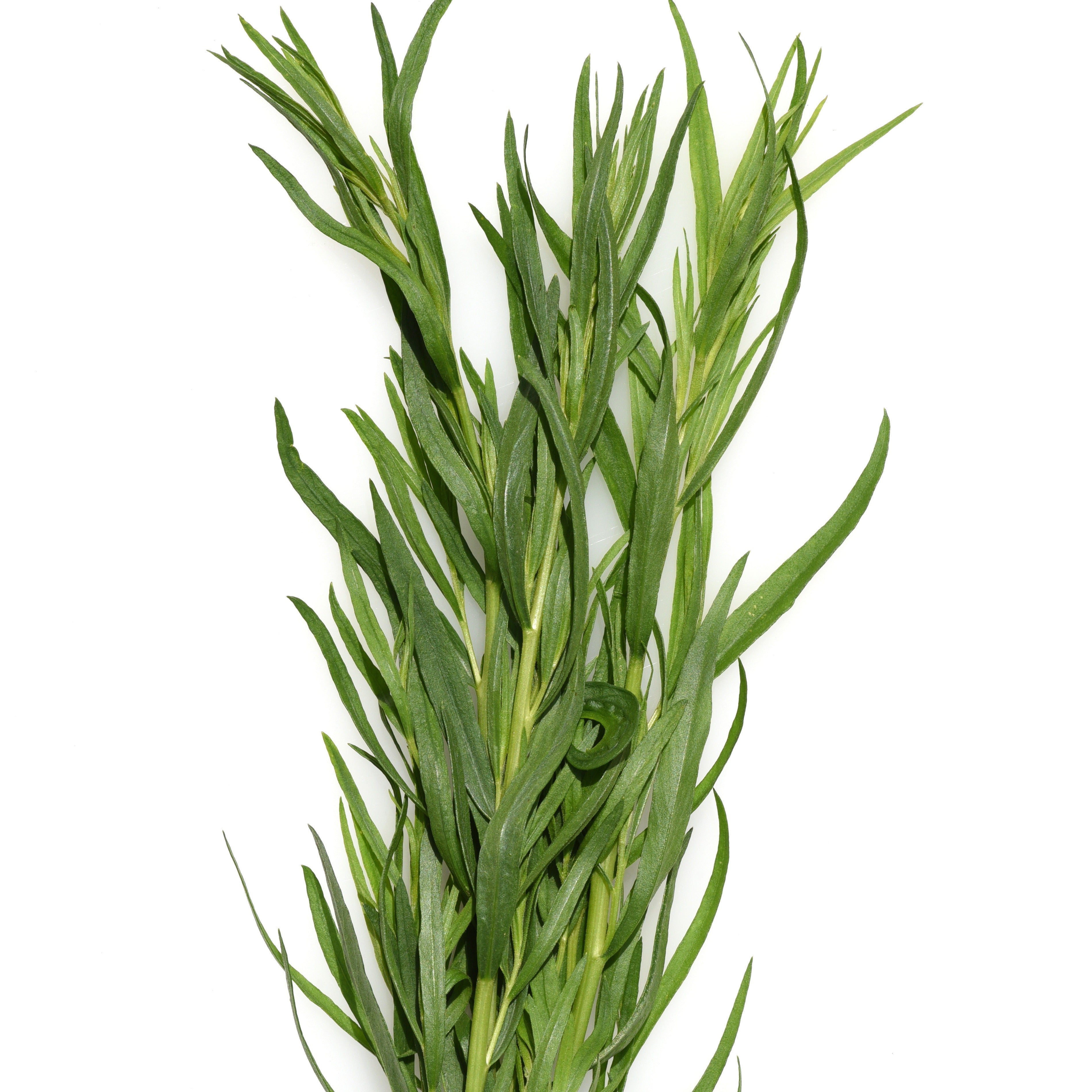 Bakker Estragon Français plant aromatique Ø 13cm